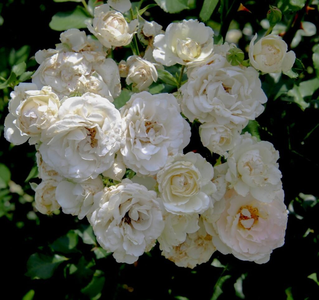 Beautiful close-up of white roses in full bloom showcasing delicate petals outdoors.