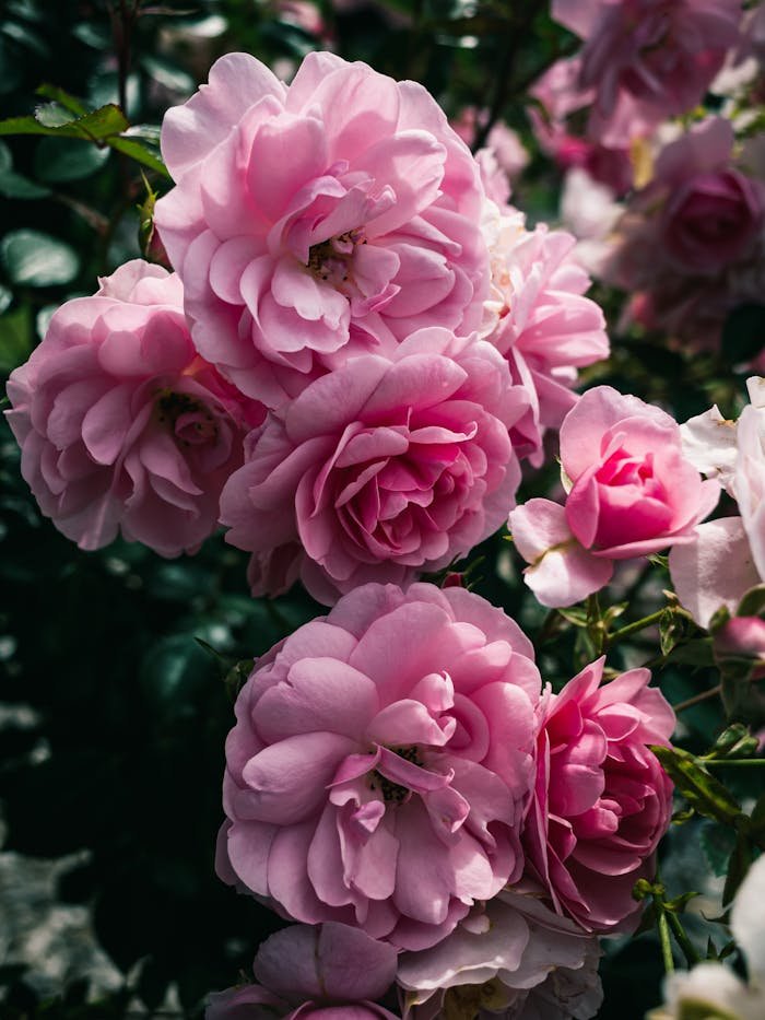 A beautiful cluster of pink roses in full bloom, showcasing delicate petals in a lush garden setting.