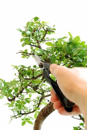 Okatsune 207 - Image 5