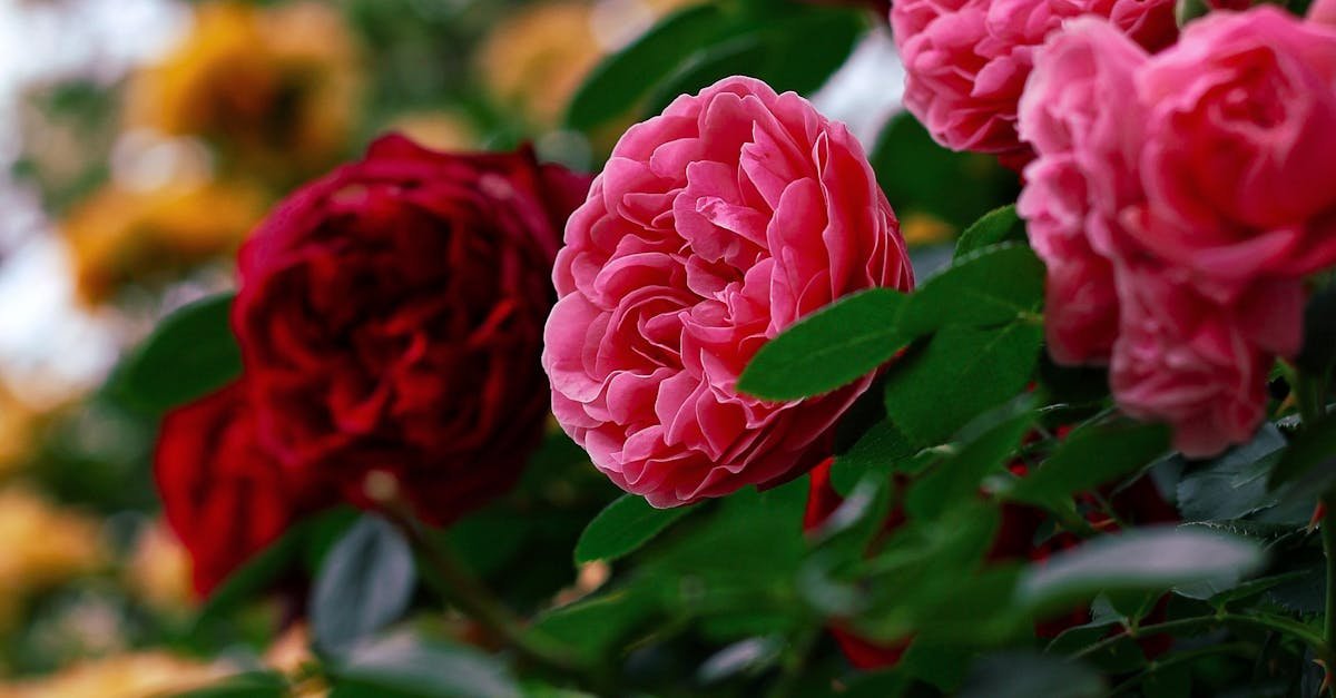 rožių selekcininkai rožių rūšys