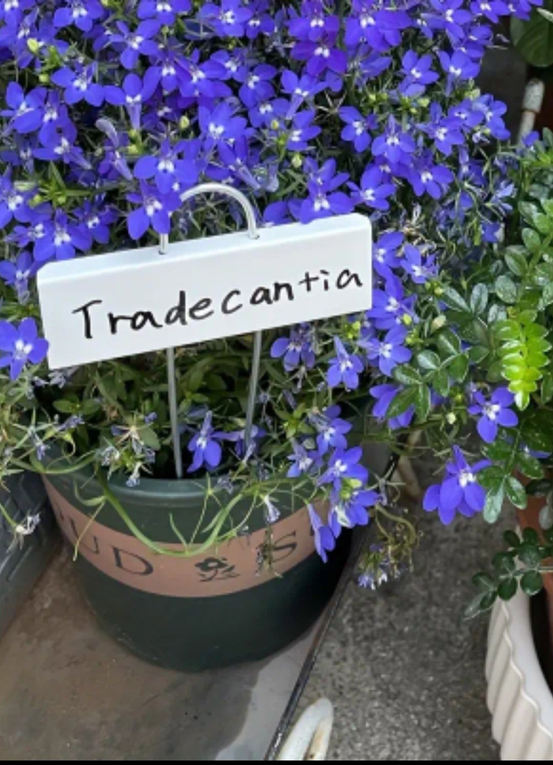 Augalų žymėjimo lentelės