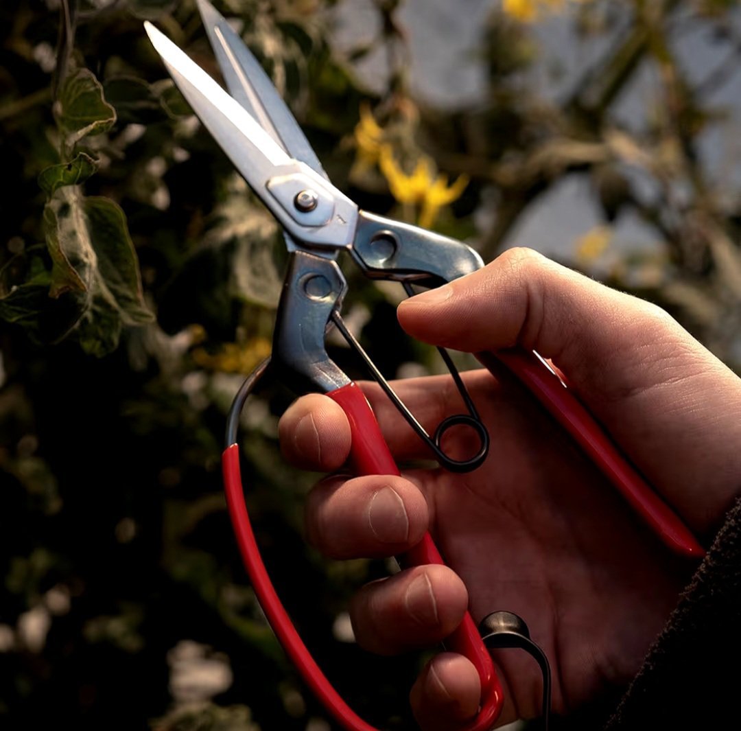 Chikamasa T-710 GDC (sumedėjusiems stiebams)