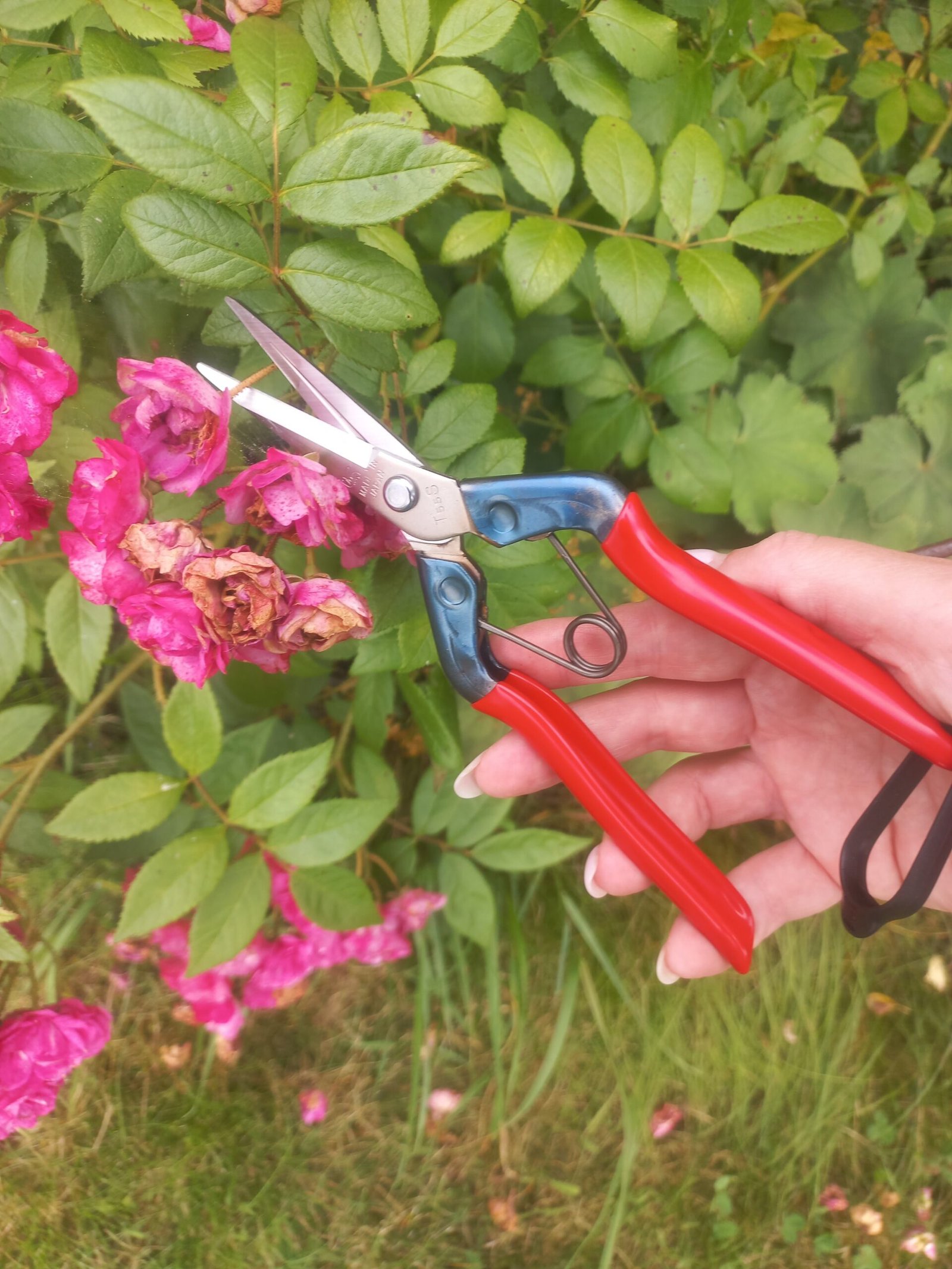 Chikamasa T-550S - Image 4