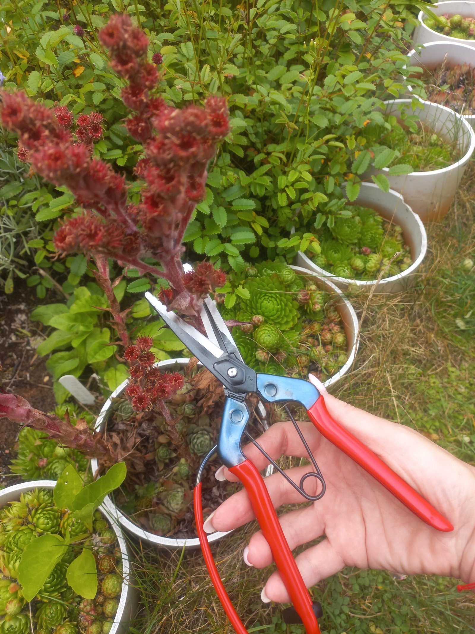 Chikamasa T-700G - Image 4