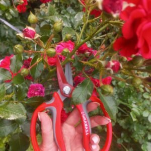 Chikamasa MF-8000R floristinės žirklės