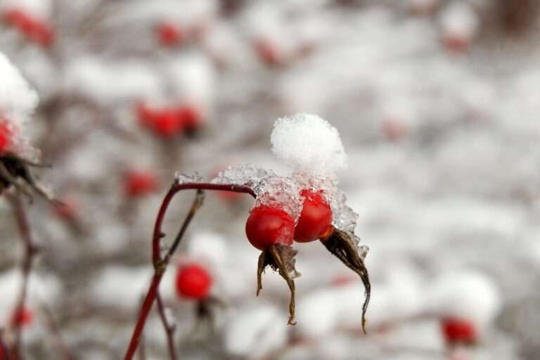 berries, rose hip, snow, autumn, nature