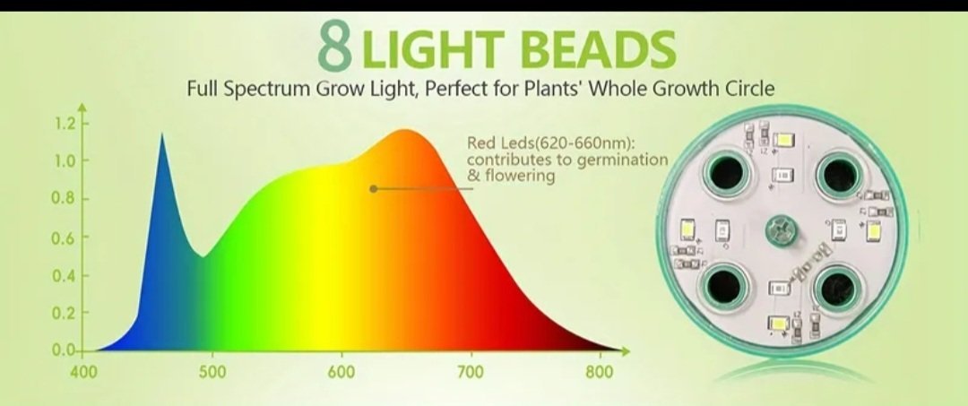 Daigykla su fitolempomis ir pulteliu - Image 3